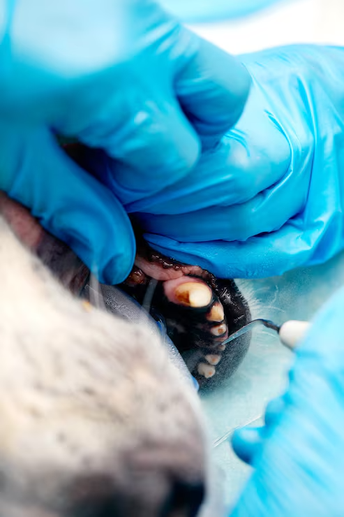 Cirurgia Veterinária