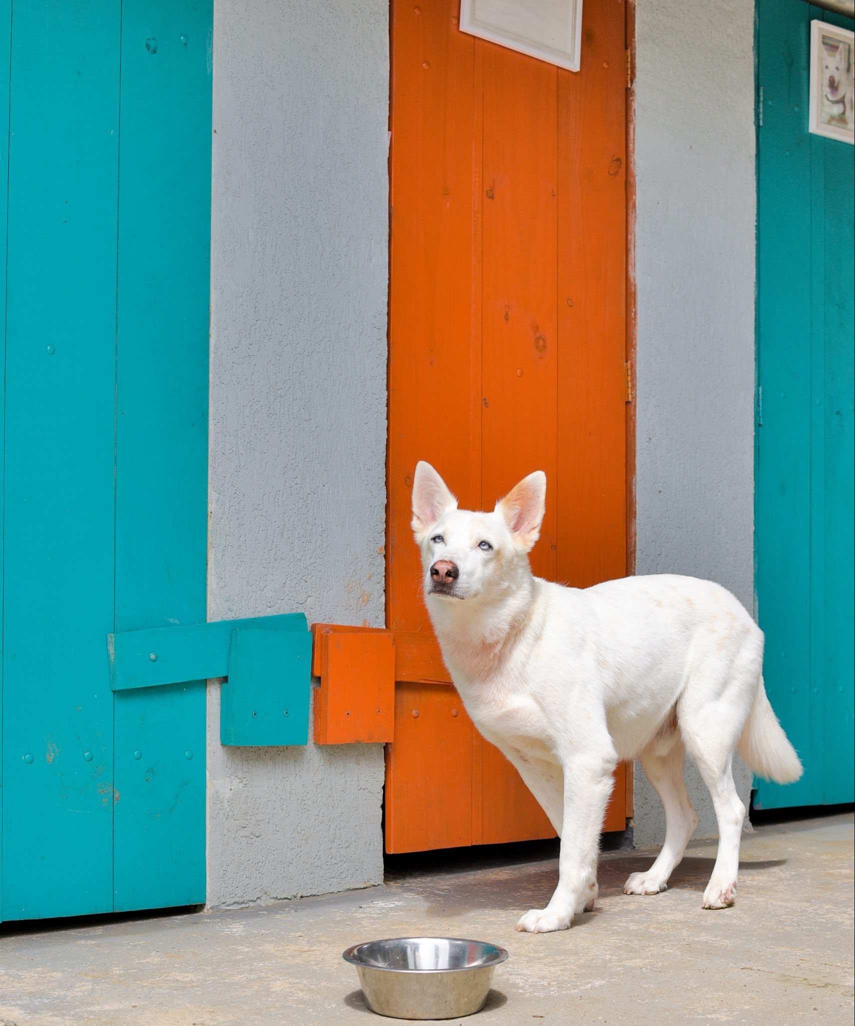 Creche para Cães