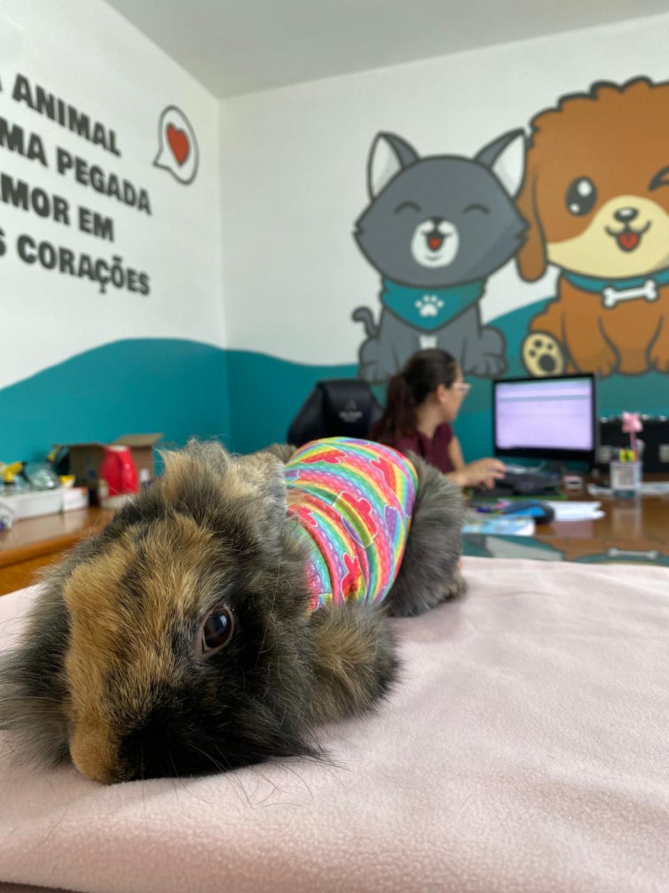 Internação Veterinária